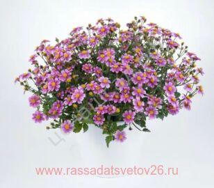 Биденс Pretty in Pink NEW 6