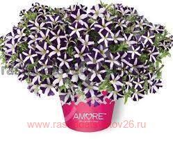 Петуния AMORE PURPLE 53