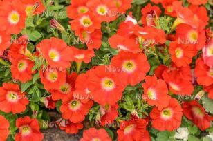 Петуния Capella Salmon 119