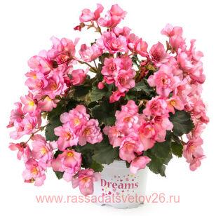 Бегония элатиор BK Collection CHLOE CORAL PINK 18
