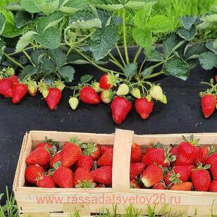 Клубника Джуси 16