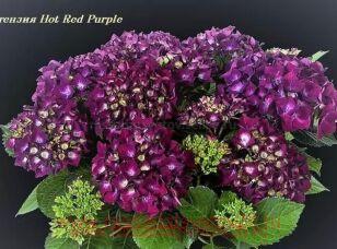 Гортензия крупнолистная Hot Red Purple 107