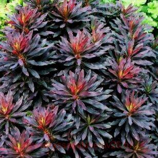  ( ) Ascot Ruby Glow 3