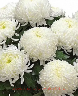 Хризантема Bilkis 4г