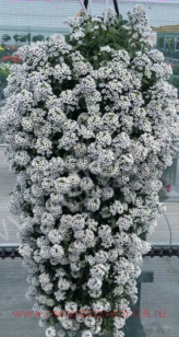 Алиссум LUCIA WHITE 11