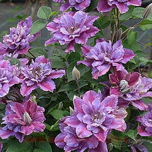 Клематис Birthday Girl 18