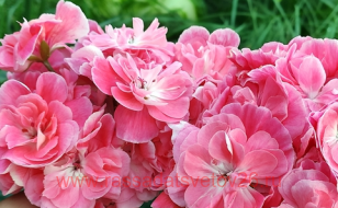 Пеларгония зонартик Pelargongaragets Hanna (novis)