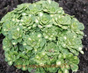 ���������� ������������ 11