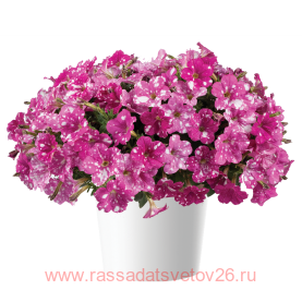 Петуния Splash Dance Fuchsia Flamenco 161