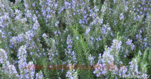 �������� Upright blue 3