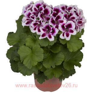Королевская пеларгония Aristo Lilac Purple 110