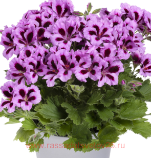 Королевская пеларгония Regalia Lilac 112