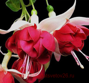 Фуксия Didgeridoo 113