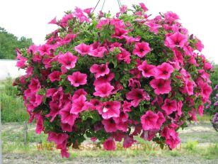 Петуния Fanfare hot rose