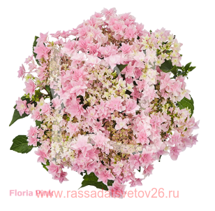 Гортензия крупнолистная Fleurine Pink 122