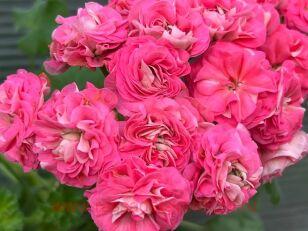 ���������� ��� ���������