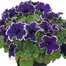 Петуния Picotee Blue