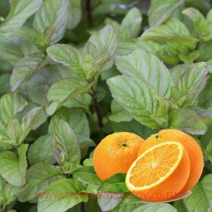 Мята ORANGE FRESH 42