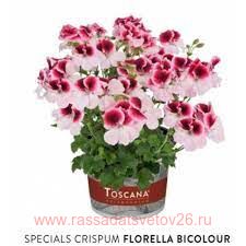 Пеларгония ангел Florella Bicolour 118