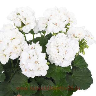 Пеларгония межвидовая Big EEZE White 33