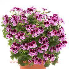 Пеларгония ангел Angeleyes Purple Lavender 119