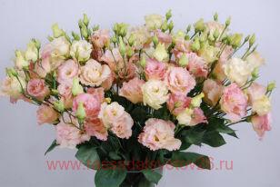 Эустома высокорослая ABC 'ROSE RIM' 20