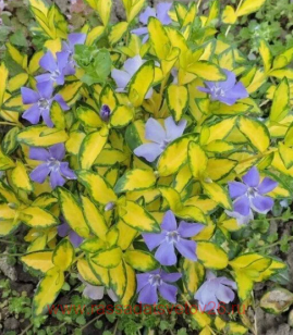  minor Blue and Gold 3