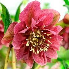 Морозник Double Hybrids Red Promise 11