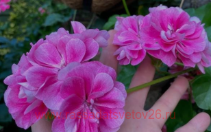 Пеларгония плющелистная Royal Frosty Pink 4