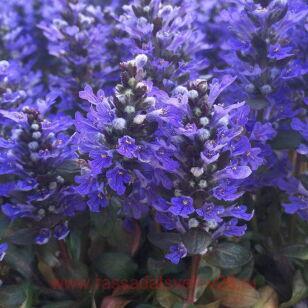 Живучка Chocolate Chip 11