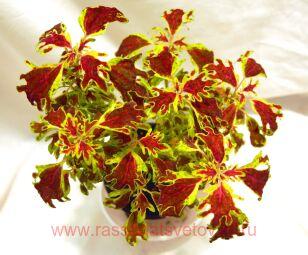  ������ ��������� India Frills ( ��������� ������) 230