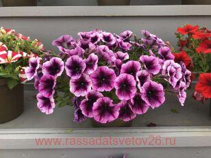 Петуния Cascadias Purple Ice 19