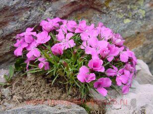 Гвоздика Ледниковая 10