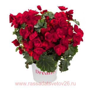 Бегония BK COLLECTION Vermillion Red 65