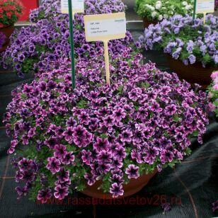Петуния Littletunia Pink Vein 106