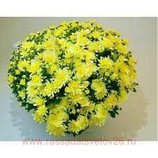 Хризантема мультифлора Bransound Lemon 36