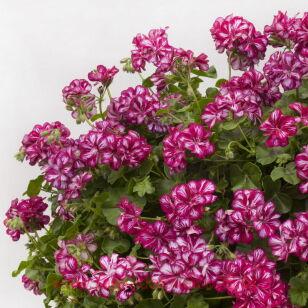 ���������� ������������ Mexica Mary 23