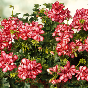 ���������� ������������ PAC Mexica Ruby 99