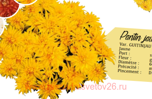 ���������� ��������������� Pantin jaune 43