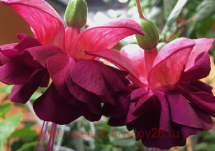Фуксия Simple Pleasures 123