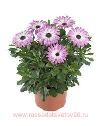 Остеоспермум Margarita Supreme Pink Bicolor 36