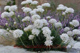 ������� ���������� Abbey White 6