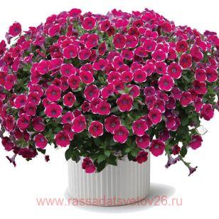 Петуния Cascadias Rim Chianti 210