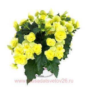 ������� BK COLLECTION BEEL 25