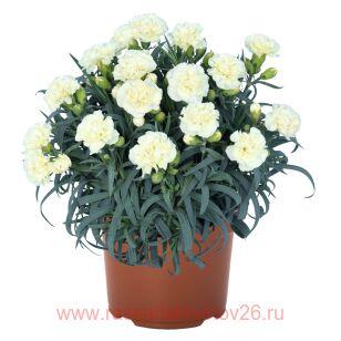  Oriental Lemon Ice 100