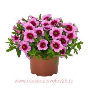  Aloha Kona Tiki	Pink 