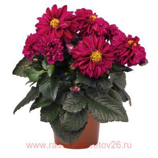  Temptation	RED VIOLET 9