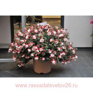  Ar&#234;tes Arroyo Grande 45