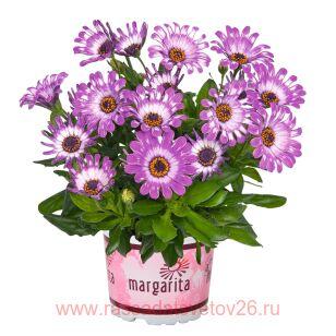  MARGARITA Pink Spoon 81