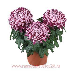   Cosmo Compact Purple 35